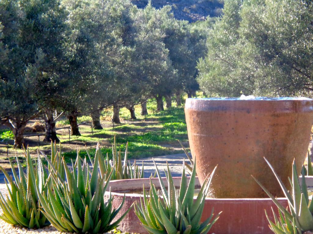 Olive Grove Guest Farm Villa Beaufort West Bagian luar foto