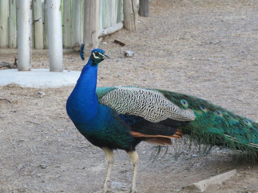 Olive Grove Guest Farm Villa Beaufort West Bagian luar foto